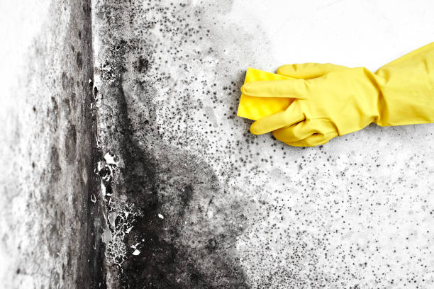 Best Biohazard Mold Removal  in Creve Coeur, MO